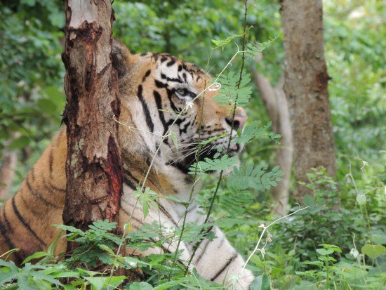 Tiger and Lion Safari